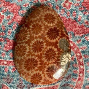 Fossil Coral Cabochon with Unique Crystalline Pattern